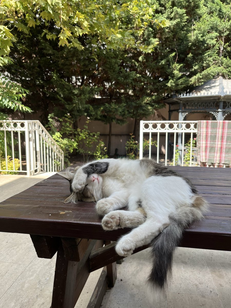 Ayseciftc_i's tweet photo. Arsızz❗️Uyurken benim taklidimi yapman hiç  hoş olmamış 😂😻 https://t.co/EqjEKPuauO