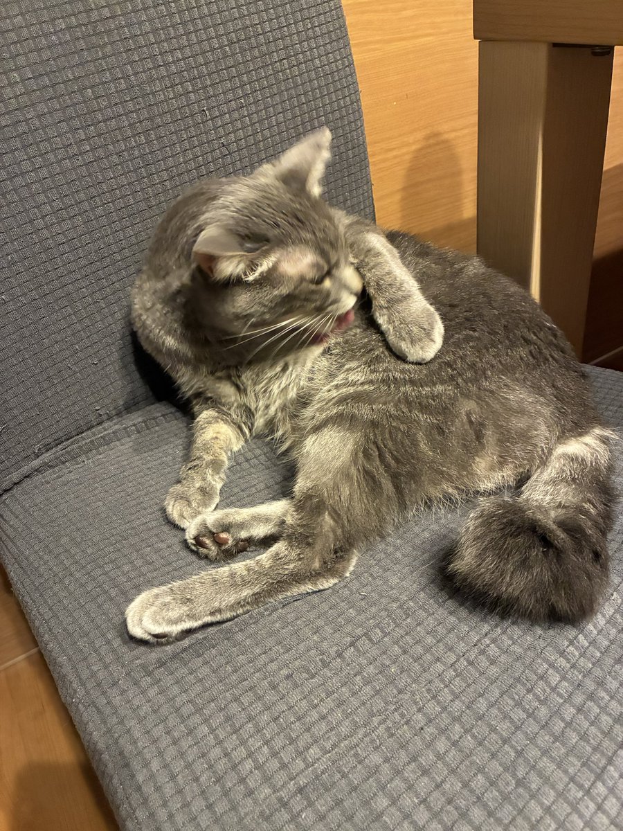 Papadin_Loki's tweet photo. なおこの後水飲みに席を立った瞬間
パッパの椅子は取られた模様…

……お前…俺の椅子狙ってただけなんか… https://t.co/ndOEOjNwZw