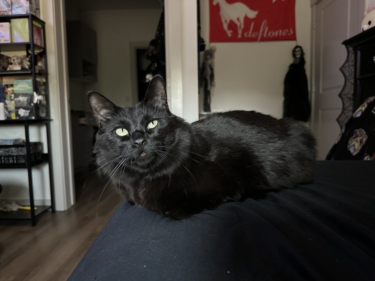 _leticious's tweet photo. my baby isnt doing well at all and has gotten a severe UTI, we're going to the vet when i can but im scared bc i cant afford it, i hate asking for help but please anything is more than enough to help :c my cashapp and PP is $ lettie00 #cats #kittens https://t.co/08iGfrT6Hy