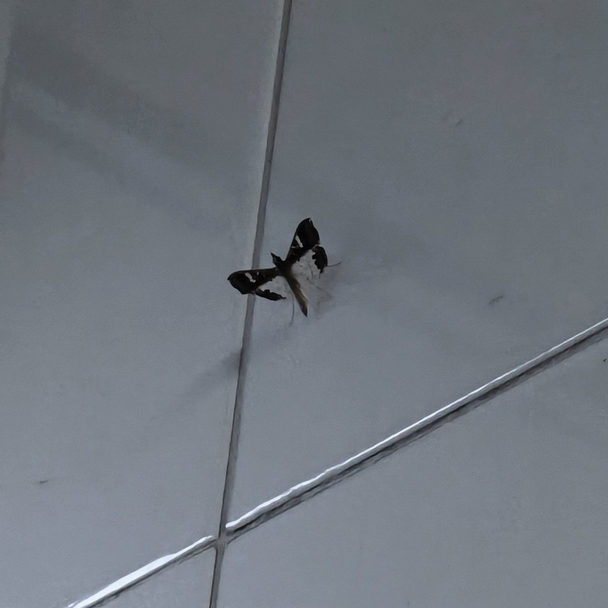 lilickorosu's tweet photo. I hate any animals in my kitchen. https://t.co/glP70SJhch