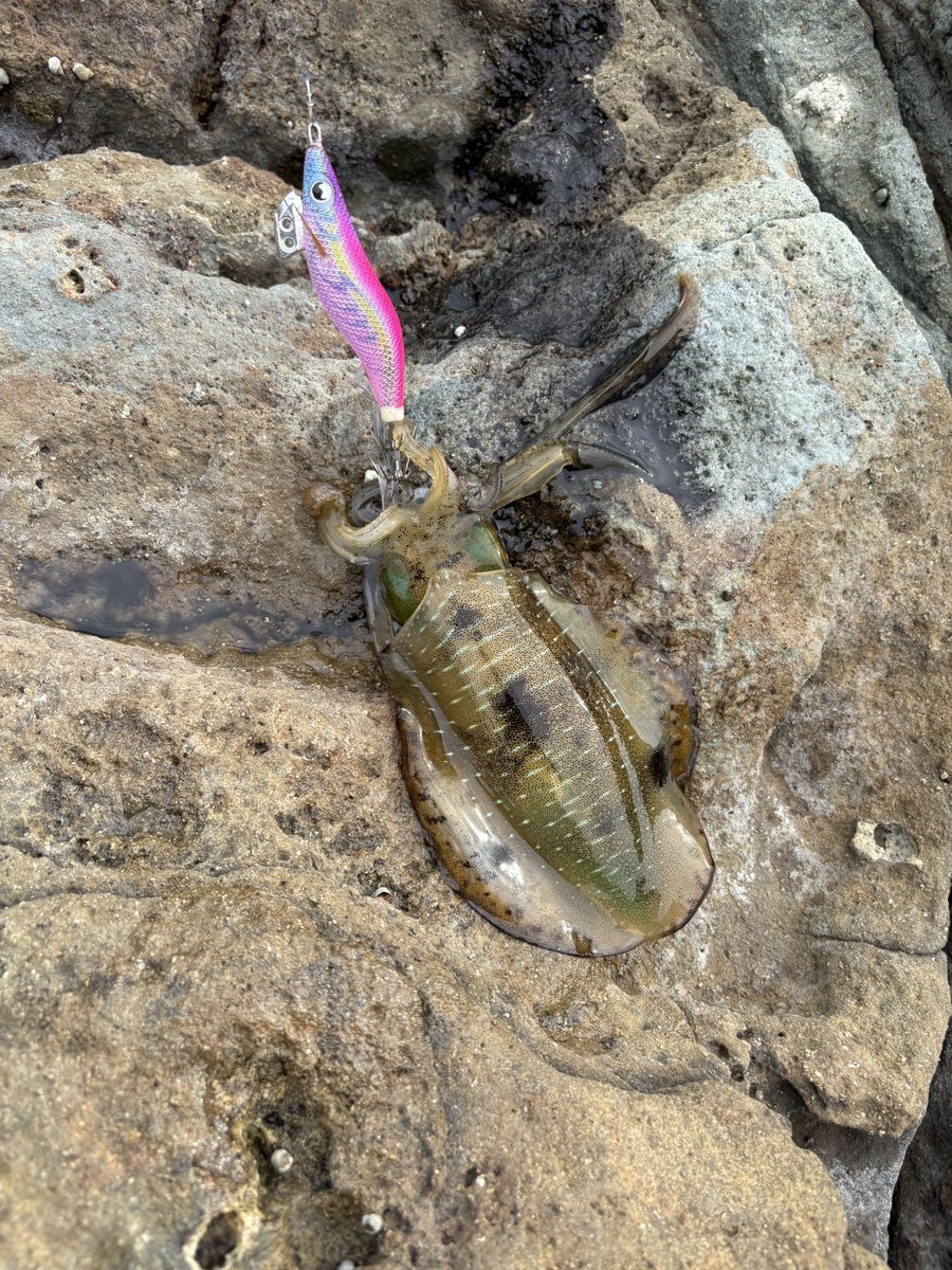 X67460045's tweet photo. 今日はシゴオワエギングへ行ってきました🦑

770g頭にポロポロ釣れました🎣

今年は成長が早いのかも🐣 https://t.co/Y1GGnj61ty