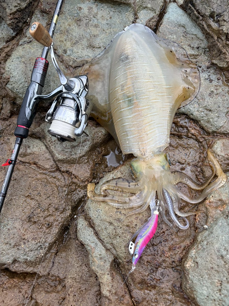 X67460045's tweet photo. 今日はシゴオワエギングへ行ってきました🦑

770g頭にポロポロ釣れました🎣

今年は成長が早いのかも🐣 https://t.co/Y1GGnj61ty