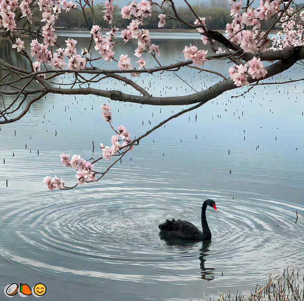 Volcano41202293's tweet photo. ❤️网调🤗维密圈🌟白丝😎白幼瘦🎊白虎💖红绿灯👍绿帽😆绿帽奴😃麻豆💕萝莉🥰蜜桃臀😁调教😁颜射💖馒头B🤩榨汁机🙌健身😃曝光😀远程控制💕问答👍粗口

企鹅裙：1818089
飞机：zuoyi1v1
裸聊/连麦/文爱/调教/寸止 https://t.co/jXAoNaKE4Y