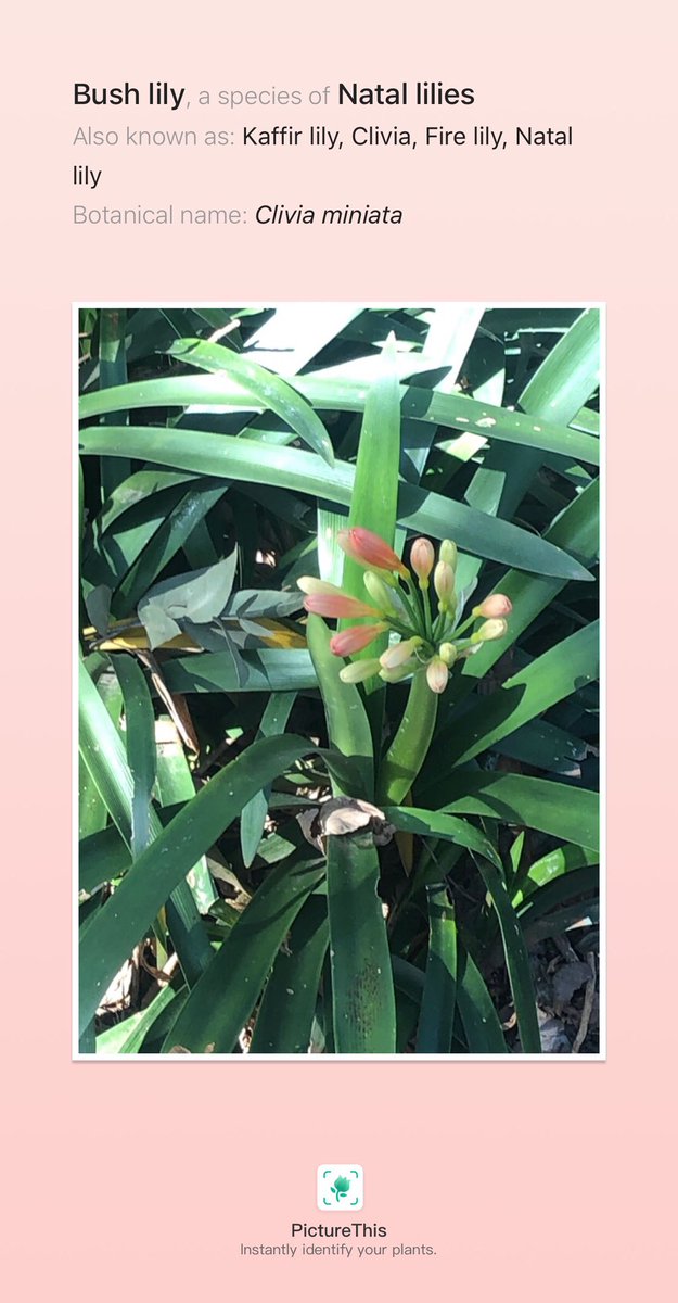 MusevenzoL's tweet photo. @Gugulethu_CM Very nice plant, to think that it did not escape the wrath of racist gypsies , it’s other name is K***r lily. They couldn’t resist calling a plant such an awful name, just because of its origin. Shameless, sorry for spoiling your moment. https://t.co/foPNkYmIf3