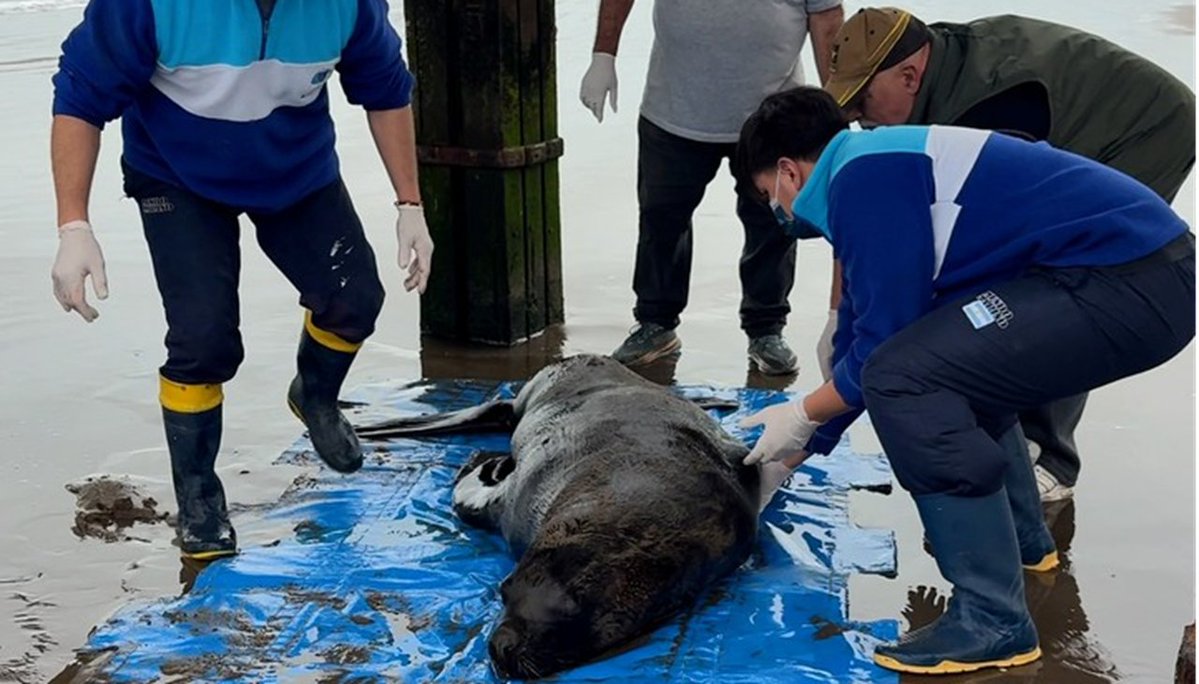 enfoque_salta's tweet photo. Murió un lobo marino al que le dispararon un tiro en La Costa: investigan un ataque de pescadores. El impacto de bala le generó una infección al animal, que agonizó varios días tras ser rescatado en una playa de la costa bonaerense
#lobomarino #animales #herido #pescadores https://t.co/F9LSdiFTAS