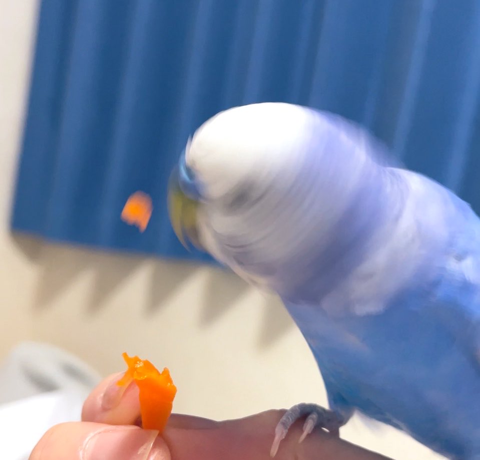 pppppisk's tweet photo. にんじんの舞 https://t.co/kFepGsBmhs