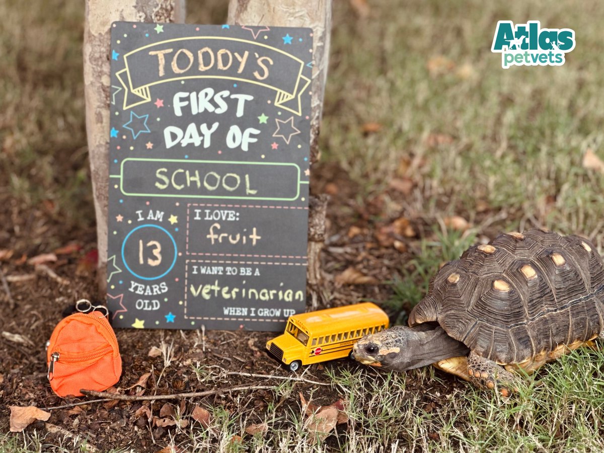 AtlasPetVets's tweet photo. School is back in session, and Toddy has his first day photo ready to go, sign and all.

He's 13, he loves fruit, and he wants to be a veterinarian when he grows up. If your pet filled out one of these cards, what would it say? 🎒🚌

#BackToSchool #FirstDayOfSchool https://t.co/WxHzXw7xas