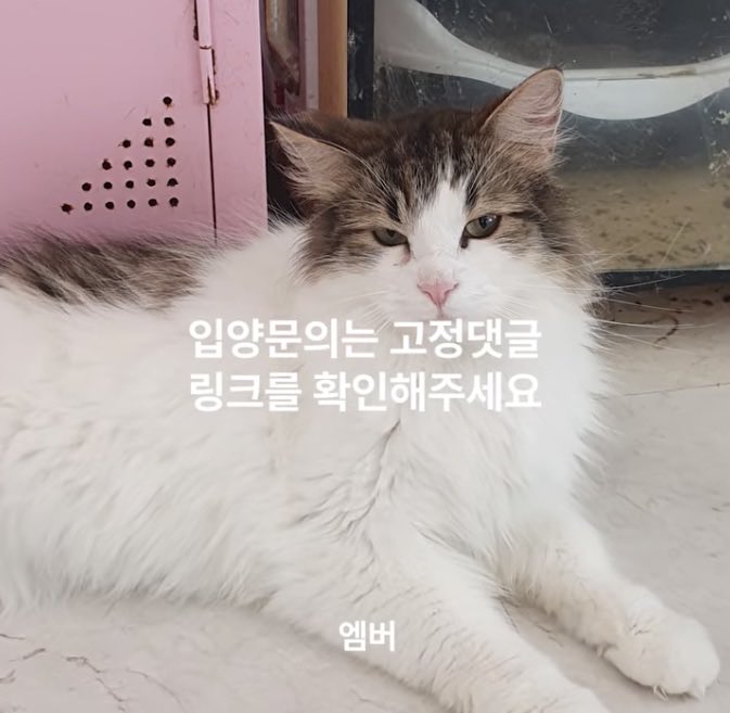 Mmmooottt__'s tweet photo. 사연이 너무 슬픔
보호자가 갑자기 죽고 고양이 두마리는 영문도 모르고 집에서 그냥 기다리니까 보호자 유족이 애들 갈 곳 없으면 그냥 문열어 둘거라고 ㅡㅡ 

입양처 구한다 많관부

이름 : 블랑이(렉돌), 엠버(놀숲)
성별 : 수컷
나이 : 2살
보호지역 : 천안 https://t.co/w0mnF2Mdsw