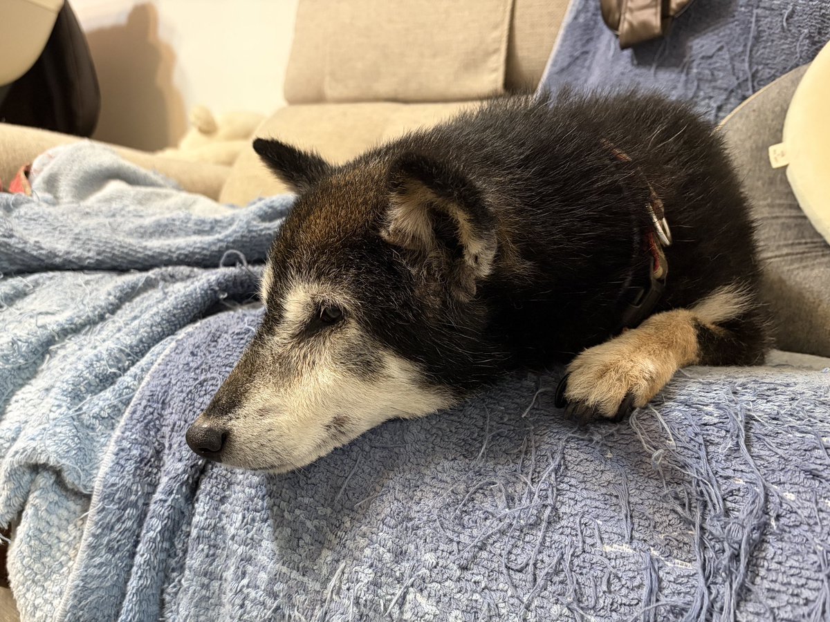 Atori_MGNDOU's tweet photo. 今日で14歳です。
これからも元気で長生きしてね🐕🐾
 #黒柴 https://t.co/Wt1wvWhMDh