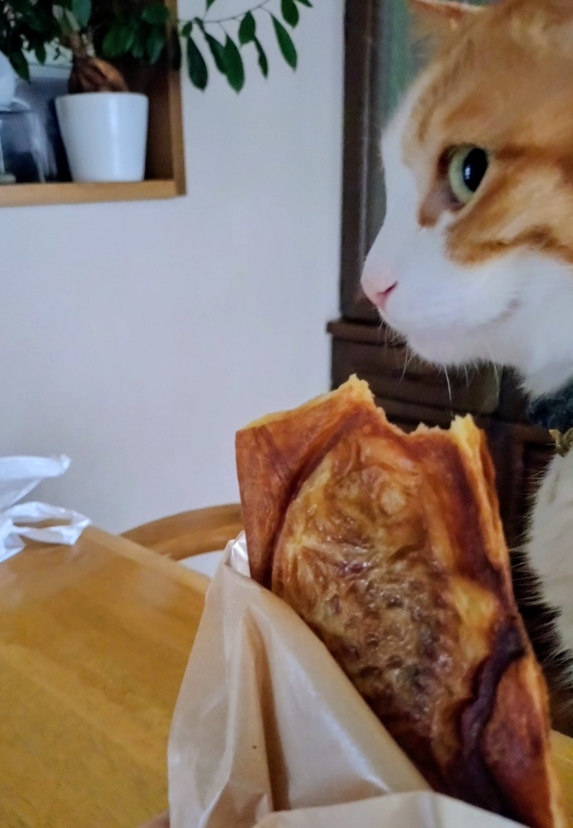 nutsora7's tweet photo. にゃに？
#猫 https://t.co/Jznjq1SfdI