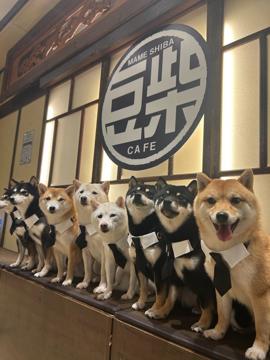 asakusa_mshiba's tweet photo. 浅草の豆柴カフェでは9月5日〜20日まで
文豪ストレイドッグスわん！2と
コラボを致します🐶
ご入場された皆様にステッカーをプレゼント致します🎁無くなり次第終了です💦
11時開店予定ですが入店状況により早めにチケット締切になる場合がございます。
オープンより前の待機はしないようお願い致します https://t.co/L4wYYGd79S