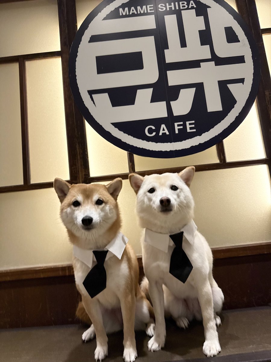 asakusa_mshiba's tweet photo. 浅草の豆柴カフェでは9月4日〜20日まで、
文豪ストレイドッグスわん！2とコラボを致します🐶期間中ぜひ足を遊んで頂き、#文ストわんツーと豆柴 でSNSに投稿をお願い致します🐶✨ https://t.co/39rwZpexSq