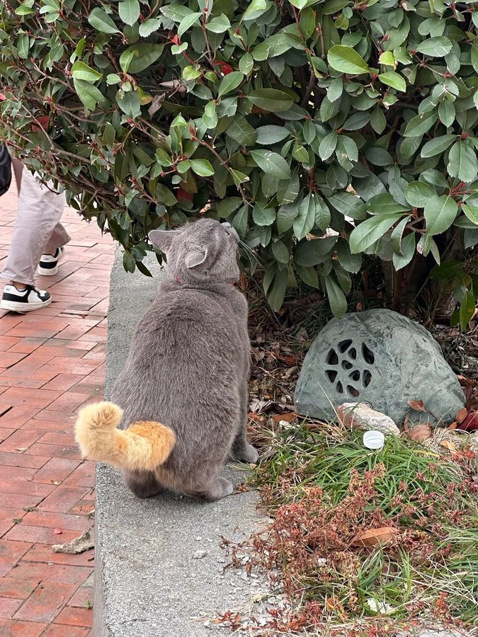 Catsworldtweet's tweet photo. a cat with an interesting tail. https://t.co/d3DbBNTbqp