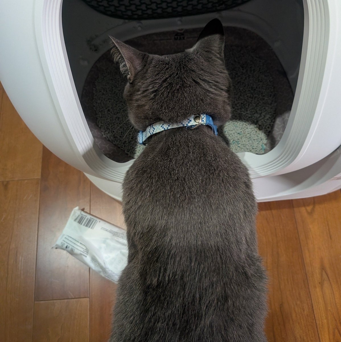 ngl_fj's tweet photo. 好奇心強めで新しいもの好きの1号はこの後早速💩しました
少し臆病な2号も早いとこ使ってくれたら嬉しい https://t.co/i0vp9ntlcD