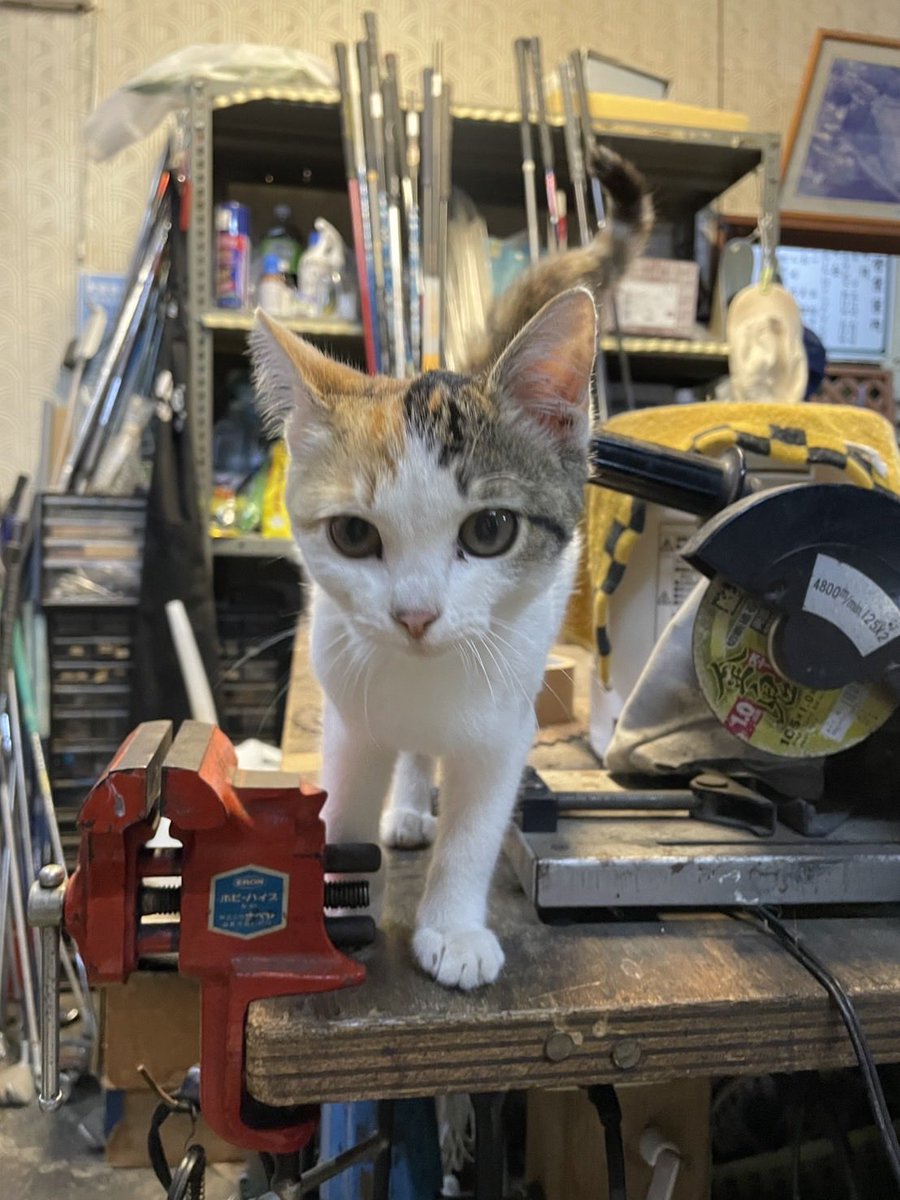 zDAYWCdFVV77Oa6's tweet photo. 保護依頼！！
拡散だけでもお願いします🙏

3~4ヶ月のメス三毛猫

駐車場に捨てられてた模様。

保護場所:カザマゴルフ練習場(茨城県行方市)
オーナーも早めの保護を求めてます。
 #捨て猫  #飼い主を探しています #保護猫を家族に #子猫  #猫 #猫といる暮らし https://t.co/mDaHRlEWse