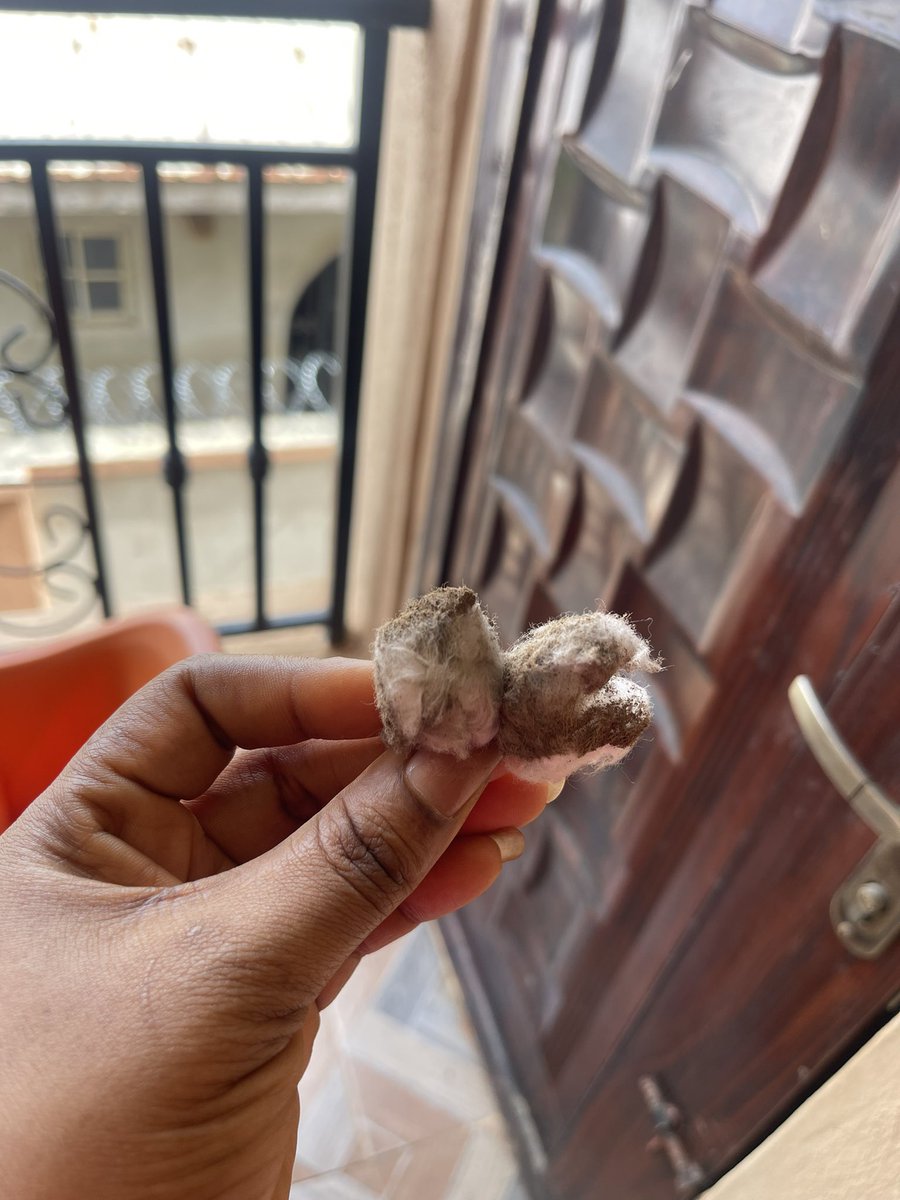 Brattyenori13's tweet photo. Please clean your n1pples today.😭see how dirty mine is despite the fact that I bath twice a day 😭💔 https://t.co/tLuAb13ls5