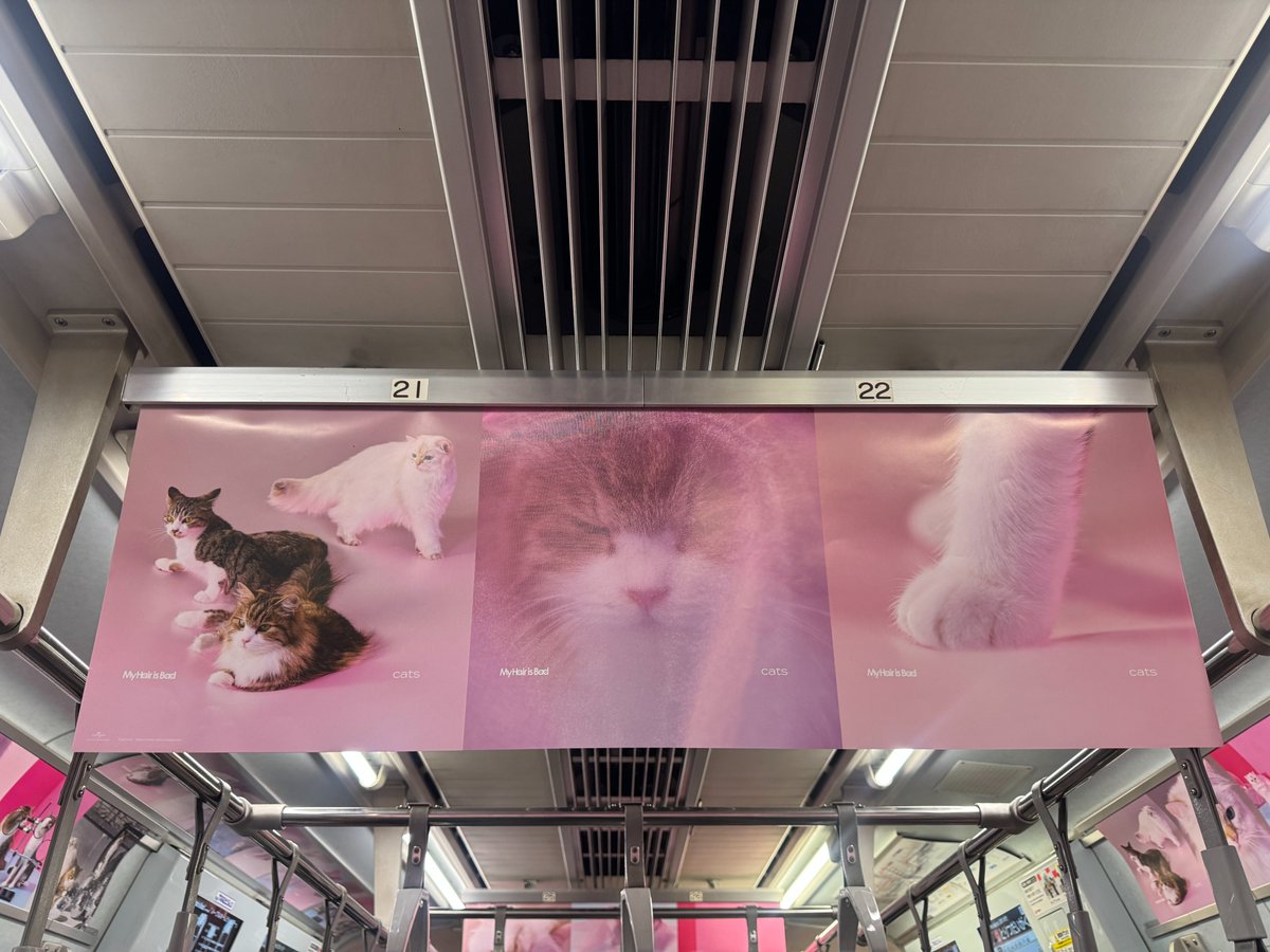 MyHairisBad's tweet photo. 【東急東横線🚃車内をジャック🐱】

9.9(水)発売7th Full Album「cats」仕様の【マイヘアcats号（キャッツトレイン）】が本日より運行開始！
是非この機会に乗車してみてください！

■掲出情報
【マイヘアcats号】
2026.9.3(木)～2026.9.14(月)予定
東急電鉄　東横線（1編成8両）
掲出箇所：まど上、ドア横、中吊り 等

※本車両の運行期間は予告なく変更・中止となる場合がございます。
※駅係員および東急電鉄へのお問い合わせはご遠慮ください。