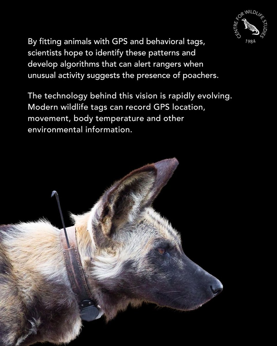 cwsindia's tweet photo. The Icarus Satellite system can revolutionize wildlife surveillance by enabling wildlife movement and behavior to be monitored from space. 

To find out more, read here: https://t.co/CtqTqbE9sQ

 #AnimalTracking #SpaceTechnology #WildlifeConservation https://t.co/ecdu1FxBay
