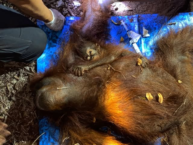bttrflynyx's tweet photo. Dua nyawa berhasil dievakuasi dari hutan yang terbakar. semoga setelah ini, mereka menemukan rumah yang lebih aman🦧💔

#saveorangutan #kahutla #sampit https://t.co/2F814xSTed