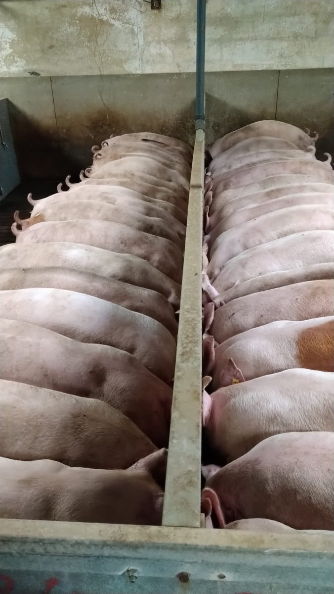 vettyson's tweet photo. Good afternoon my friends 
A quick one 🤔🤔?
If you had enough land and money to start one livestock enterprise today,would you choose cattle 🐄,pigs 🐷, goats 🐐 or poultry 🐓 https://t.co/Ycb9BYb3RX