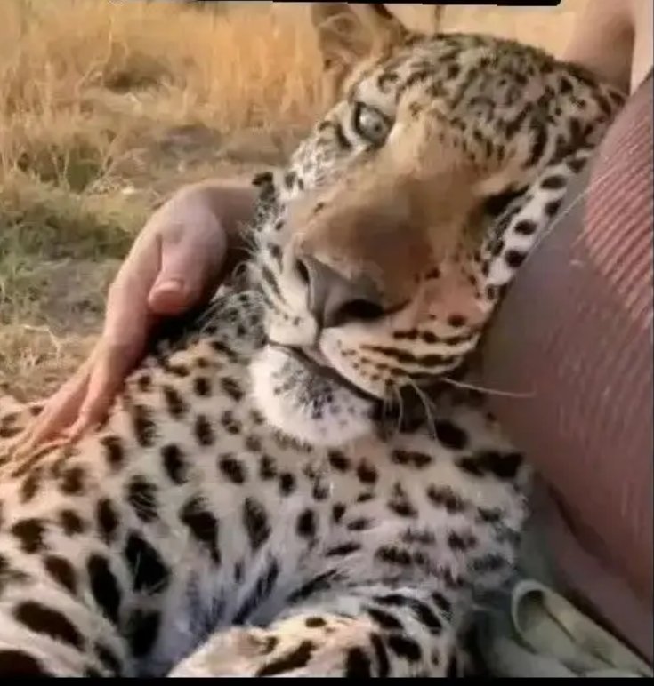ByonanebyeInno1's tweet photo. But what's in Boob's 😋😋
 See how the leopards  is controlled  coz of boobs https://t.co/9pvmTk7Xta
