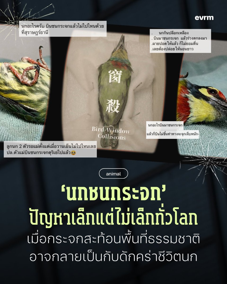 environmanth's tweet photo. ◉ GREENREVIEW: ‘นกชนกระจก’ ปัญหาจากการขยายตัวของเมืองที่ "กระจก" กลายเป็นกับดักของนก อีกหนึ่งความท้าทายของมนุษย์ในการหาจุดลงตัวกับสิ่งแวดล้อมเพื่อให้อยู่ร่วมกันอย่างยั่งยืน
.
24 ส.ค. 2020 ภาพจากกล้องหน้าศูนย์ศึกษาวิทยาศาสตร์ มหาวิทยาลัยแห่งชาติไต้หวัน จับภาพอันน่าสลดของนกตัวหนึ่งไว้ได้ นกที่บินมาด้วยความเร็วก่อนจะชนกระจกบานใหญ่และร่วงไปนอนแน่นิ่งบนพื้นภายในไม่กี่วินาที…
.
หลายคนอาจมองว่าการที่นกบินมาชนกับอะไรสักอย่างแล้วตายไม่ใช่เรื่องสำคัญที่ต้องใส่ใจ แต่ เซี่ยจี้เหิง และ กานเจียหยุน นักศึกษาปริญญาโทชาวไต้หวัน กลับมองว่าสิ่งนี้เป็นปรากฏการณ์ที่น่ากังวลและควรแก้ไข ทั้งสองจึงลงมือสำรวจปัญหาอย่างจริงจังจนกลายมาเป็นแรงบันดาลใจของสารคดีสิ่งแวดล้อมที่ชื่อว่า ‘นกชนกระจก’ หรือ ‘Bird-Window Collisions’
.
ความเข้าใจผิดหนึ่งคือนกชนกระจกมักเกิดขึ้นเฉพาะพื้นที่ตึกสูงเท่านั้น แต่ที่จริงแล้ว จากข้อที่พบนั้นไม่ใช่เพียงแค่บริเวณตึกสูง แต่กลับเป็นตึกหรือบ้านที่รายล้อมด้วยป่าไม้ที่พวกอาศัยอยู่ เพราะกระจกจากสิ่งปลูกสร้างจะไปสะท้อนภาพป่าจนนกเข้าใจผิดว่าตึกเหล่านี้เป็นป่า และเมื่อเข้าใกล้กระจกก็อาจไม่สามารถหลบหลีกหรือเห็นได้ว่าขนาดนั้น เนื่องจากดวงตาของนกอยู่ด้านข้างและโฟกัสที่ด้านข้างมากกว่าด้านหน้า
.
ปัญหานกชนกระจกอาจไม่เป็นที่คุ้นเคยในประเทศไทยมากนัก แต่ในบางประเทศที่มีนกอพยพจำนวนมาก เช่น สหรัฐอเมริกาพบว่ามีนกชนกระจกกว่า 10 พันล้านตัวต่อปี ทำให้เป็นปัญหาที่ถูกพูดถึงมากและนำไปสู่การออกแบบนวัตกรรมที่ช่วยลดปัญหานกชนกระจกรอบสิ่งปลูกสร้างต่างๆ
.
[ จากสารคดีสู่การตั้งคำถามว่าเราทำอะไรได้บ้าง? ]
.
‘นกชนกระจก’ เป็นสารคดีสั้นจากไต้หวันที่ Documentary Club นำมาฉายเมื่อวันที่ 7 ส.ค. ที่ผ่านมา แม้จะยาวเพียง 24 นาที แต่สารคดีก็สื่อสารกับเราได้อย่างชัดเจนว่าปัญหานกตายจากการบินชนกระจกไม่ใช่สิ่งที่ควรมองข้ามอีกต่อไปแล้ว เพราะในปีนึงมีนกจำนวนมากที่ตายจากการกระแทกเข้ากับกระจกด้วยคิดว่าภาพสะท้อนท้องฟ้าหรือต้นไม้บนกระจกใสซึ่งเป็นโครงสร้างหลักของอาคารสมัยนี้เป็นของจริง และบินเข้าไปใกล้โดยไม่รู้เลยว่าตัวเองกำลังจะจบชีวิตลง
.
การสูญเสียประชากรนกให้กับตึกที่ออกแบบโดยเน้นแต่ ‘คน’ จึงสะท้อนให้เห็นความขัดแย้งระหว่างมนุษย์กับสิ่งแวดล้อมในยุคปัจจุบันที่มนุษย์อย่างเราเอาแต่พัฒนาสิ่งต่าง ๆ โดยยึดเอาตัวเองเป็นศูนย์กลางเพียงหนึ่งเดียวจนเพิกเฉยความเป็นอยู่ของสิ่งมีชีวิตอื่นไป
.
จริง ๆ ไทยก็มีปัญหานกชนกระจกให้เห็นตลอด แต่เพราะยังไม่มีนโยบายที่เป็นกิจจะลักษณะ ผู้เชี่ยวชาญบางท่านจึงเข้ามาศึกษาและดูแลเรื่องนี้เอง เช่น เพจ Living Things ที่คอยเผยแพร่ความรู้ทั่วไปเกี่ยวกับปัญหา รวมถึงเป็นพื้นที่ที่รับแจ้งเหตุนกชนกระจกจากประชาชน
.
นอกจากจะกล่าวถึงปัญหาแล้ว สารคดียังมีบทบาทในการตั้งคำถามกับมนุษย์ว่า เราในฐานะผู้กุมอำนาจในการดัดแปลงธรรมชาติจะสามารถพัฒนาไปพร้อม ๆ กับการคำนึงถึงเพื่อนร่วมโลกต่างสปีชีส์ได้หรือไม่ แล้วทำอย่างไรมนุษย์จึงจะก้าวไปข้างหน้าได้โดยไม่ทิ้งสิ่งมีชีวิตอื่นไว้ข้างหลัง
.
ในตอนท้าย เซี่ยจี้เหิง ยังชวนเรามามองเพื่อนร่วมโลกตัวน้อยด้วยใจที่เคารพและมีความรับผิดชอบด้วยเหตุผลสุดเบสิคที่ว่า “มนุษย์ได้กลายเป็นสายพันธุ์ที่มีจำนวนมหาศาลและมีความสามารถในการดัดแปลงระบบนิเวศและส่งผลต่อสิ่งมีชีวิตอื่น เรา [จึง] ควรมีจิตสำนึกในตัวเองมากขึ้นและพยายามลดผลกระทบต่อสายพันธุ์อื่น ถ้าทำได้เราก็จะขับเคลื่อนไปสู่อนาคตที่ดีกว่า”
.
อ่านบนเว็บไซต์ได้ที่ https://t.co/F82Q5jCoDP
.
#นกชนกระจก #สารคดี