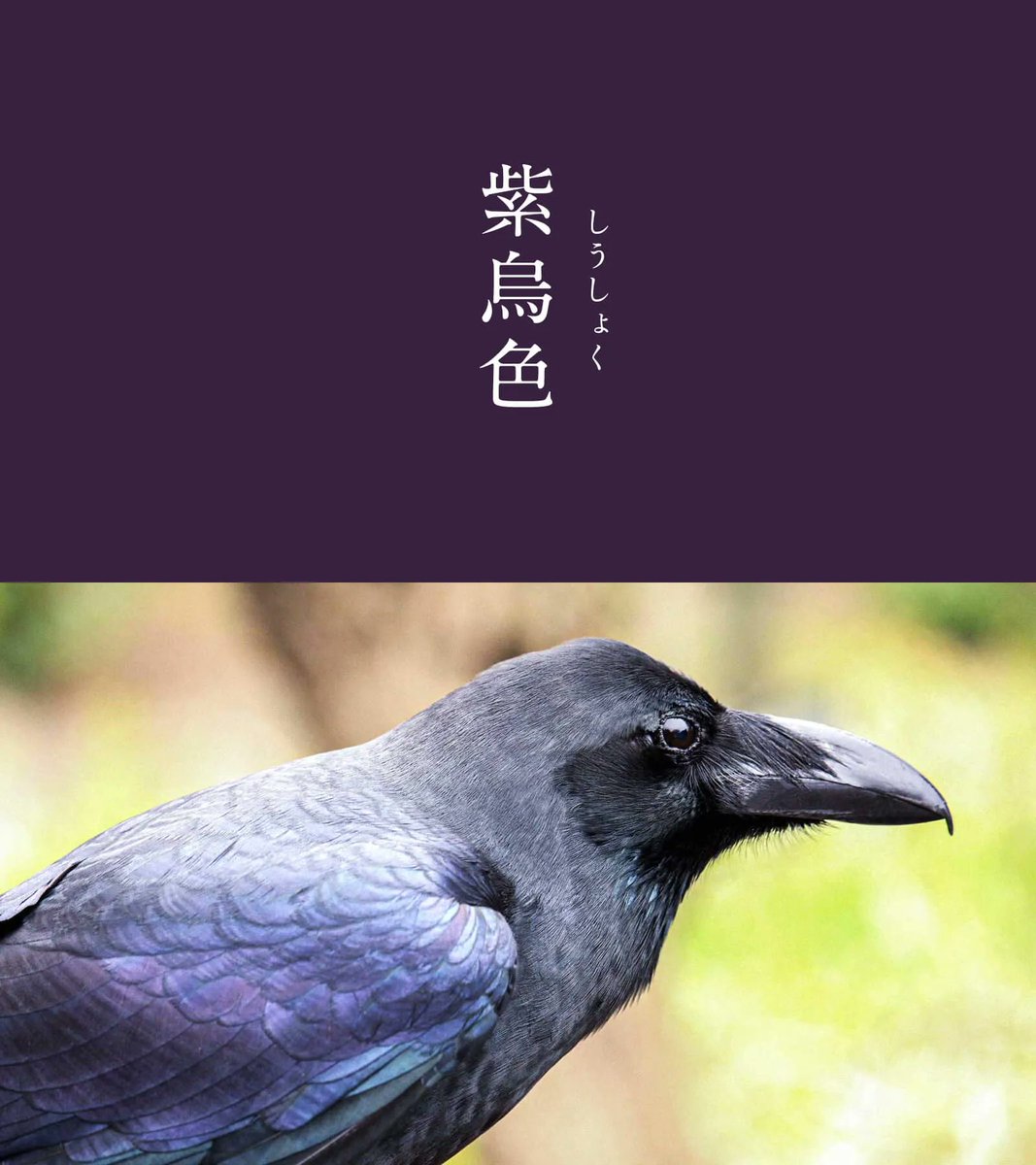 543life's tweet photo. 紫烏色（しうしょく）｜#にっぽんのいろ

色名の「烏」はカラスのこと。
古来、神の使いとされてきたカラスの羽のような深く美しい紫色です。
黒のイメージが強いカラスの羽ですが、きらびやかな光沢を帯び、暗くも艶やかな紫色に輝きます。

9月のにっぽんのいろは、暦生活のサイトからご覧いただけます🌖
https://t.co/8LRxQY2G80