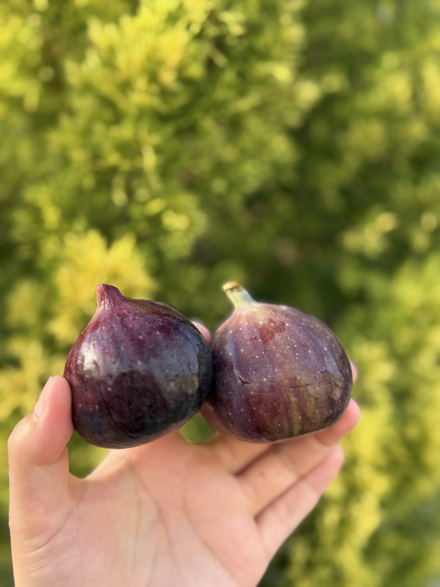 AGDLatiife's tweet photo. Şu incire ayet / söz güzellemesi yapmayacağım, lezzeti ile nasiplenip sanatını seyre dalacağım Rabbim.. https://t.co/d1JKJEQUrM