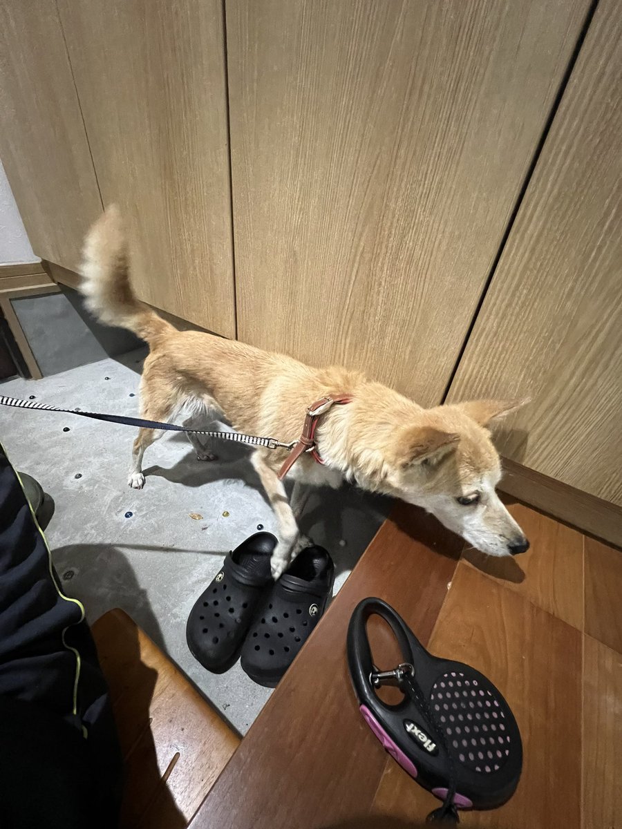 sashimi_NC39's tweet photo. 長崎県
佐世保市大塔町で迷子犬を保護しました。
茶色と赤の首輪をしてます。
たぶんメス
痩せ気味です。
よければ拡散してください🙇‍♂️ https://t.co/Yj61xUKxv7