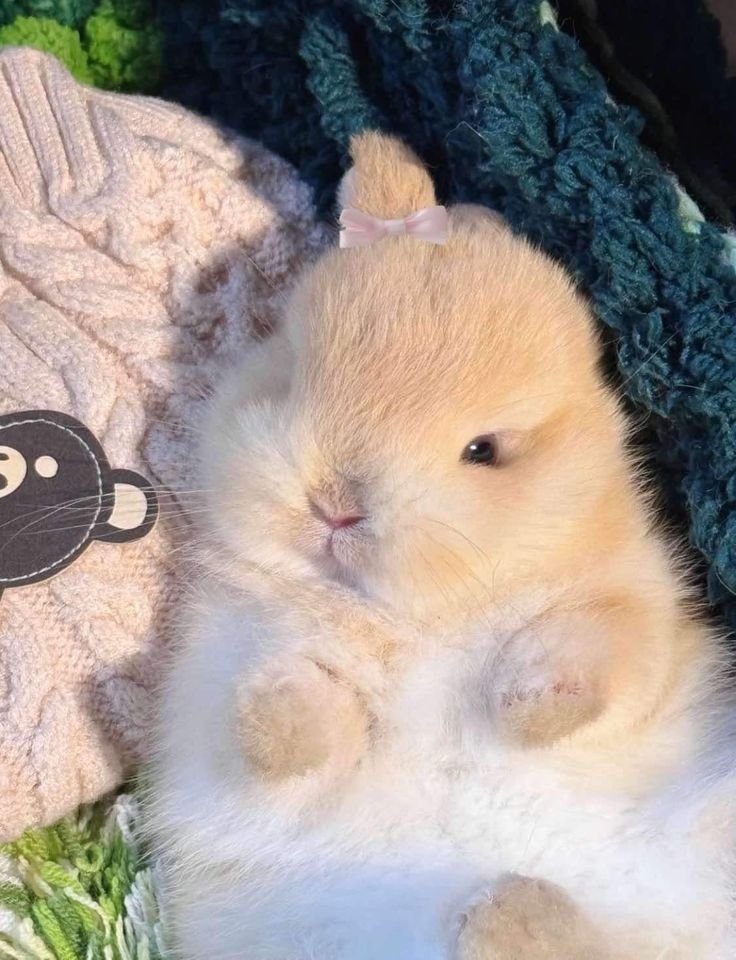 animalpopular9's tweet photo. Looking so cute https://t.co/1QcIJ2bkyg