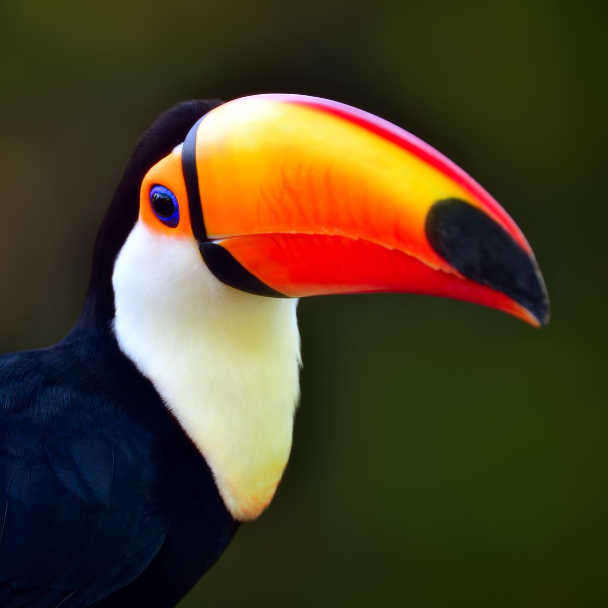 Discovery's tweet photo. Big beak energy 🧡

#DidYouKnow Toco Toucans' beaks are made of a protein called keratin. This is the same protein that makes up humans fingernails!

📸: Freder

#TocoToucan #Toucan #Rainforest https://t.co/pb895Bcs9U