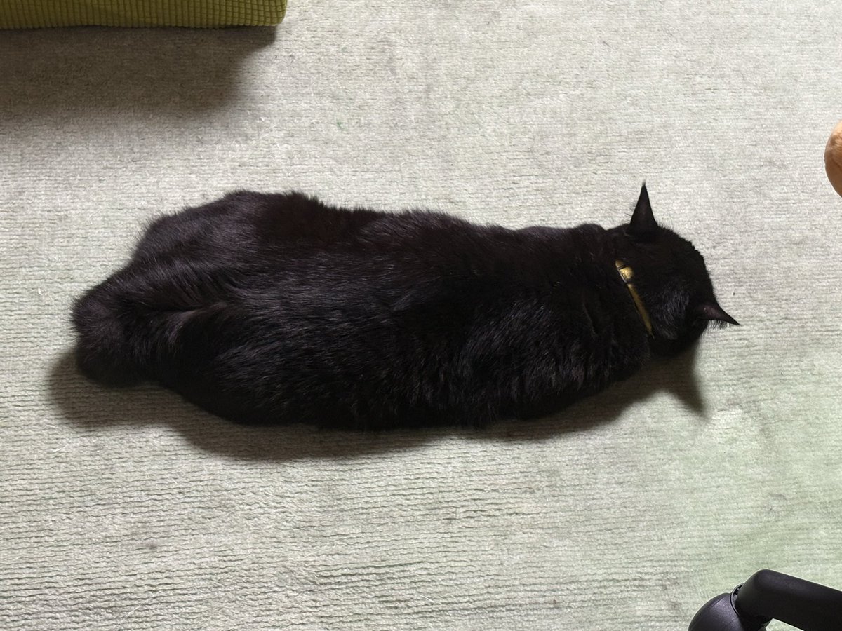 powel__753's tweet photo. 手のひらに乗るほど小さな赤ちゃんでしたが、立派なナマコに育ちました😂

#もふもふ
#保護猫
#猫好きさんと繋がりたい https://t.co/PQQoMGNuuy