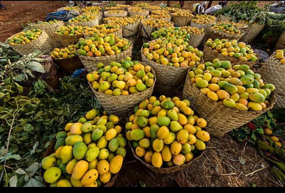 Miramalakhfy's tweet photo. Question capitale 😂🥭 : vous préférez les fruits bien mûrs et sucrés ou les fruits encore verts avec du piment ?
Ne me dites pas que je suis la seule à hésiter 
#Tchad #Food #Cuisine #Africaine #Humour https://t.co/DmxaR4OROl