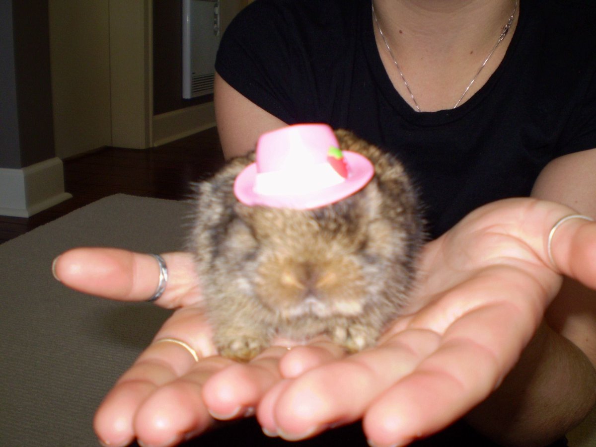 3CC0__'s tweet photo. Photoshoot with Portobello the Bunny (2011) https://t.co/Mdx0X0egRR