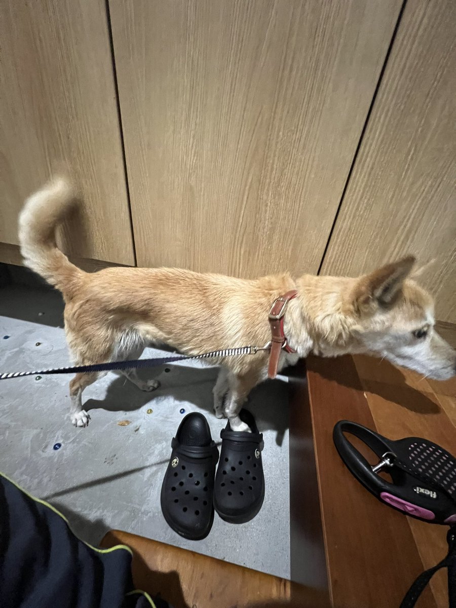 sashimi_NC39's tweet photo. 🚨【迷子犬を保護しています】🚨
飼い主さんを探しています。
拡散にご協力ください🙇‍♂️

本日、佐世保市大塔町付近で迷子になっている犬を保護しました

🐶【犬種／雑種】
🐶【茶色】
🐶【たぶんメス】
🐶【茶色と赤の首輪】
#迷子犬 #迷い犬 #犬を保護しています #飼い主さんを探しています #拡散希望 https://t.co/XW83OXaTHg