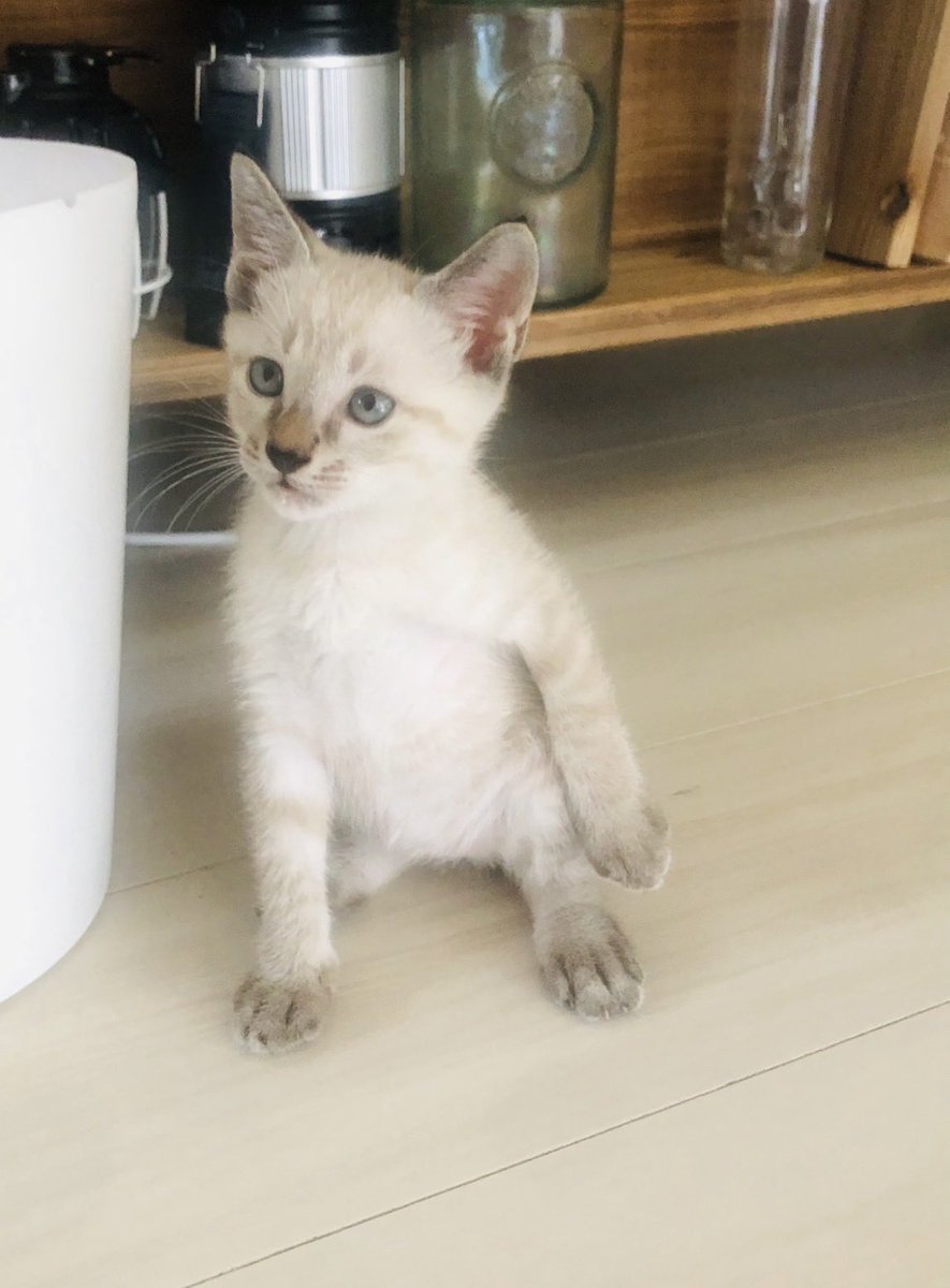 max0212164277's tweet photo. うちも後ろ足が大きいなとは思ってました。
今は7キロで、新入り子猫の抱き枕です🐈‍⬛ https://t.co/c1LRl2qRt0