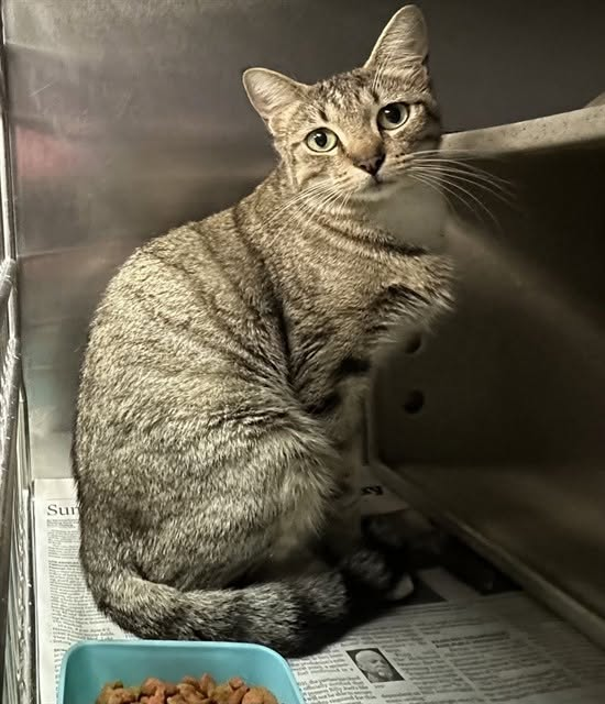 lordi1960's tweet photo. https://t.co/gS1XBhQx0p
Adopted!!  8/31
And RETURNED ONE DAY LATER.
"Reason" given: Moving and thinks Luna needs someone to give her more attention.

❤️LUNAH -- ID# A845876

Temperament: FRIENDLY; w/6 surviving kittens - adoptable on their own as of 08/02 (845878 thru 883)

I am a female gray tabby Domestic Shorthair.

The shelter staff think I am about 1 year old.

I have been at the shelter since June 22, 2026.

I will be available for adoption or rescue on June 27, 2026.

I am currently at Devore Shelter in San Bernardino County, California.

If you would like to go down to the shelter to adopt this cat yourself,
please visit or call:

Devore Animal Shelter
19777 Shelter Way
Devore, CA 92407
Voice: (909) 386-9820 - press 2
