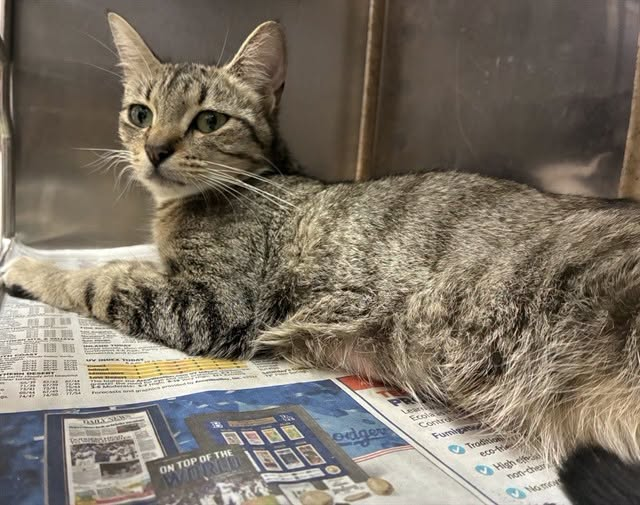 lordi1960's tweet photo. https://t.co/gS1XBhQx0p
Adopted!!  8/31
And RETURNED ONE DAY LATER.
"Reason" given: Moving and thinks Luna needs someone to give her more attention.

❤️LUNAH -- ID# A845876

Temperament: FRIENDLY; w/6 surviving kittens - adoptable on their own as of 08/02 (845878 thru 883)

I am a female gray tabby Domestic Shorthair.

The shelter staff think I am about 1 year old.

I have been at the shelter since June 22, 2026.

I will be available for adoption or rescue on June 27, 2026.

I am currently at Devore Shelter in San Bernardino County, California.

If you would like to go down to the shelter to adopt this cat yourself,
please visit or call:

Devore Animal Shelter
19777 Shelter Way
Devore, CA 92407
Voice: (909) 386-9820 - press 2