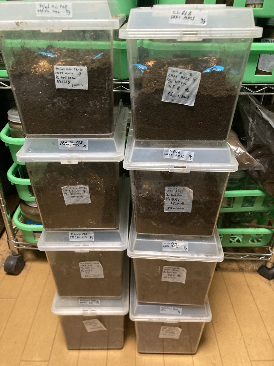 sakuya_beetle's tweet photo. フォルスター・ニシ
チベット メンリン産とAPLS産

プレ企画をして自分のを絶やしたら本末転倒なので、放置しないうちに4セットずつ計8セット組みました😌

採卵は余裕がないので幼虫割り出しですが、48頭ずつ採れてくれると嬉しいな☺️ https://t.co/r7IcY41x88