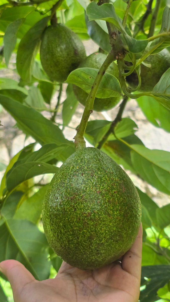 ApexyaMagar's tweet photo. Afnai karesabariko 🥑avocados are hereeee!!!💚 https://t.co/ztZlW5OqCE