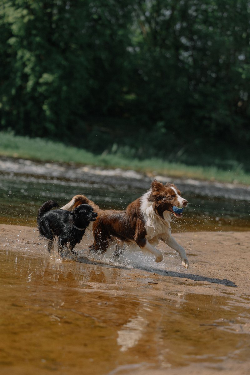 Dynodogshop's tweet photo. What is the ONE command your dog suddenly "forgets" when something exciting appears? ๐๐ถ
๐พ COME
๐ STAY
๐ซ LEAVE IT
๐ถ HEEL
Or does your dog develop temporary hearing loss for ALL FOUR? ๐๐
https://t.co/5DeFkhRjrK
#FunnyDogs #DogTraining #DogPoll #InteractivePets #DogCommunity #DogParents #DogBehavior #DynoDog