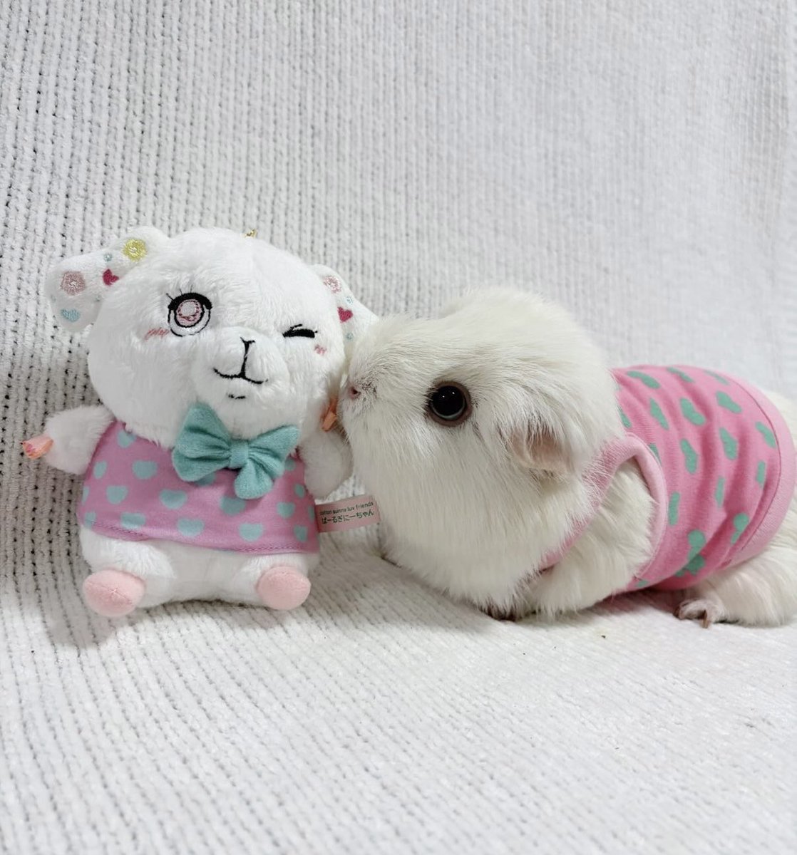 morucolle's tweet photo. モルモットのぱーるぎにーちゃん🐹🩵
ぬいぐるみキーホルダー販売中です���

綿飴ちゃんとツーショットしたルモ🩷
似てるかな？

※綿飴ちゃんの着ている服は販売未定です

#モルモット #モルモットキャラクター
#コットンギニーラブフレンズ
#guineapig #기니피그 https://t.co/s8hAo5T3cZ