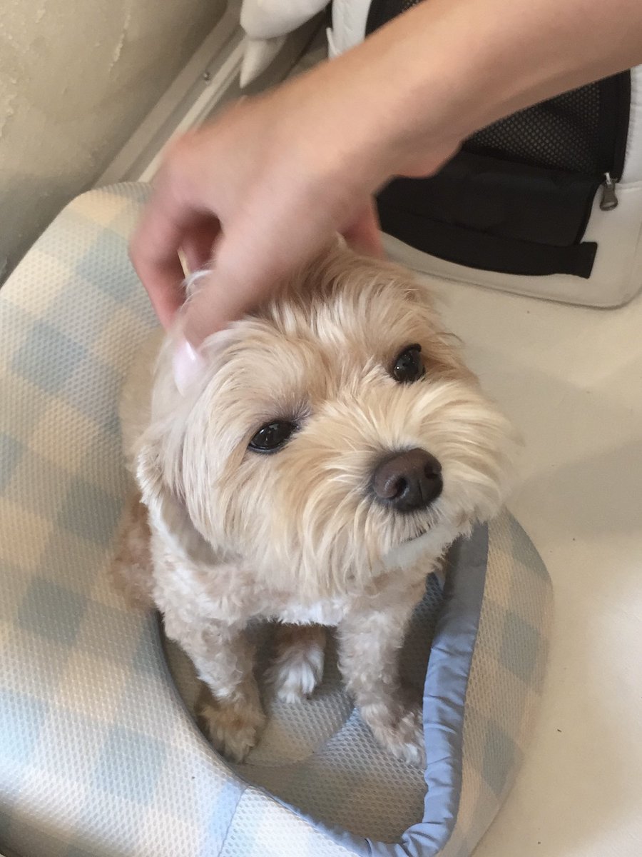 id19vv's tweet photo. 졸귀가나띠봣음… https://t.co/zyl3mocTgY