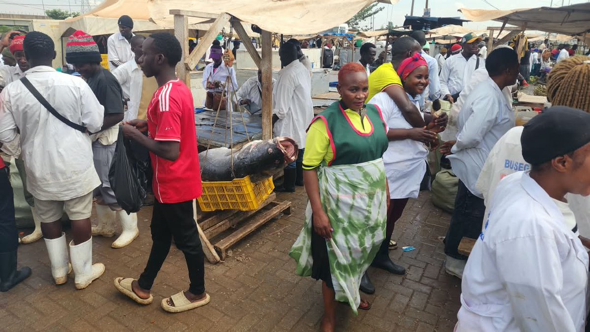 KingdomTVUganda's tweet photo. The @MODVA_UPDF  Marine Battalion 155 has seized several sacks of illegal undersized fish during an operation at Busega Market.

The operation is part of ongoing efforts to curb the sale of immature fish and protect Uganda’s lakes from illegal fishing practices.

Officers also sensitised traders on legal fishing methods and minimum fish sizes. Captain Gimogoyi Muzamiru urged market leaders to ensure only legally sized fish are sold.

This was the second such operation targeting undersized fish in markets across Kampala and Wakiso.
Story by :  @mosessentamu5