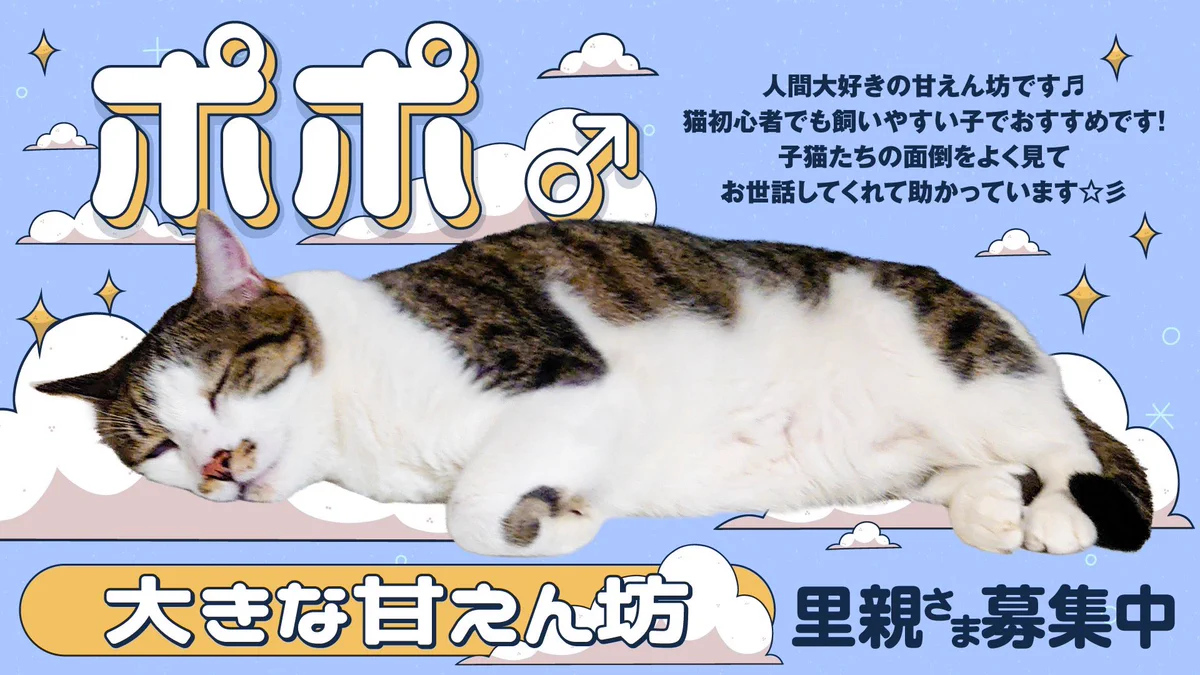 保護ねこの家〜スタッフのツイート〜 on X: 