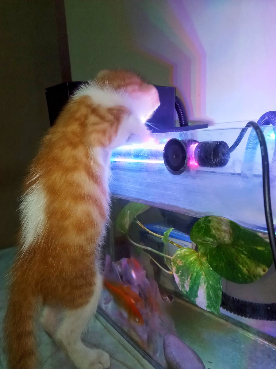 alfiyyahraw's tweet photo. Padahal tadi bocil ini lagi main, ditinggal sebentar doang udah tidur aja..mana tidurnya sambil meluk mainannya lagi😂🐈 https://t.co/uyNe4y6xZh