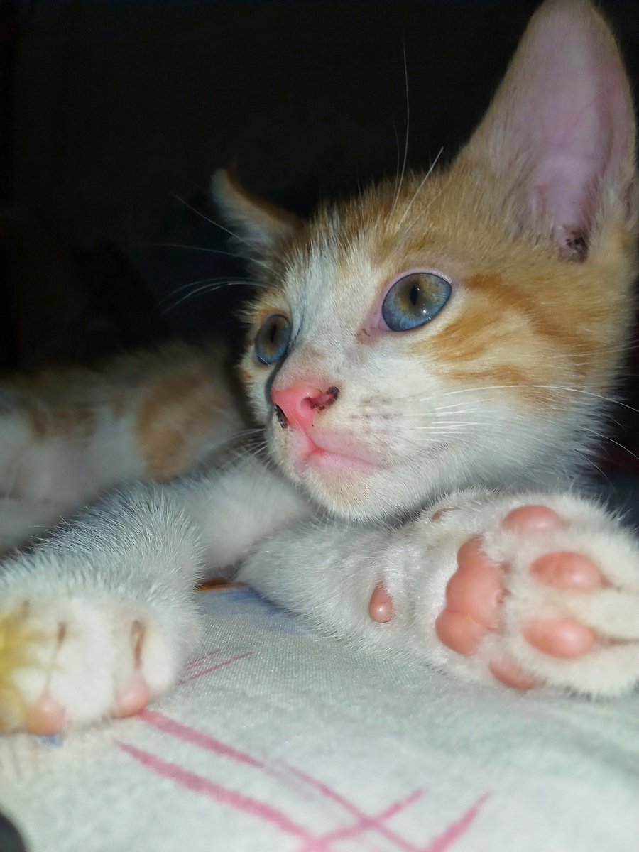 alfiyyahraw's tweet photo. Padahal tadi bocil ini lagi main, ditinggal sebentar doang udah tidur aja..mana tidurnya sambil meluk mainannya lagi😂🐈 https://t.co/uyNe4y6xZh