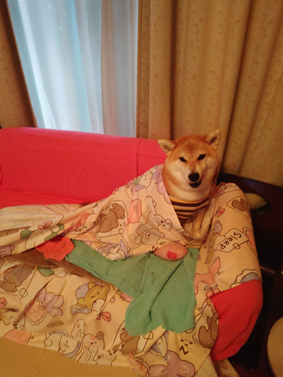HarukaAkituki's tweet photo. 9月3日
①ガジガジおもちゃはあげない!!
(大丈夫だよ☺️取らないよ☺️)
②何か、変なスイッチ入れてしまい大暴れした後、ニンジン畑🥕側で一休みしました。
③ベッドからはみ出てるよ🤣
④夕散歩。雨散歩。プチ抵抗。
(カバーは捲らないでね😅)
 #彩葉の日常 
夕散歩…途中で土砂降り☔に……💦 https://t.co/xpAnIRVcMy