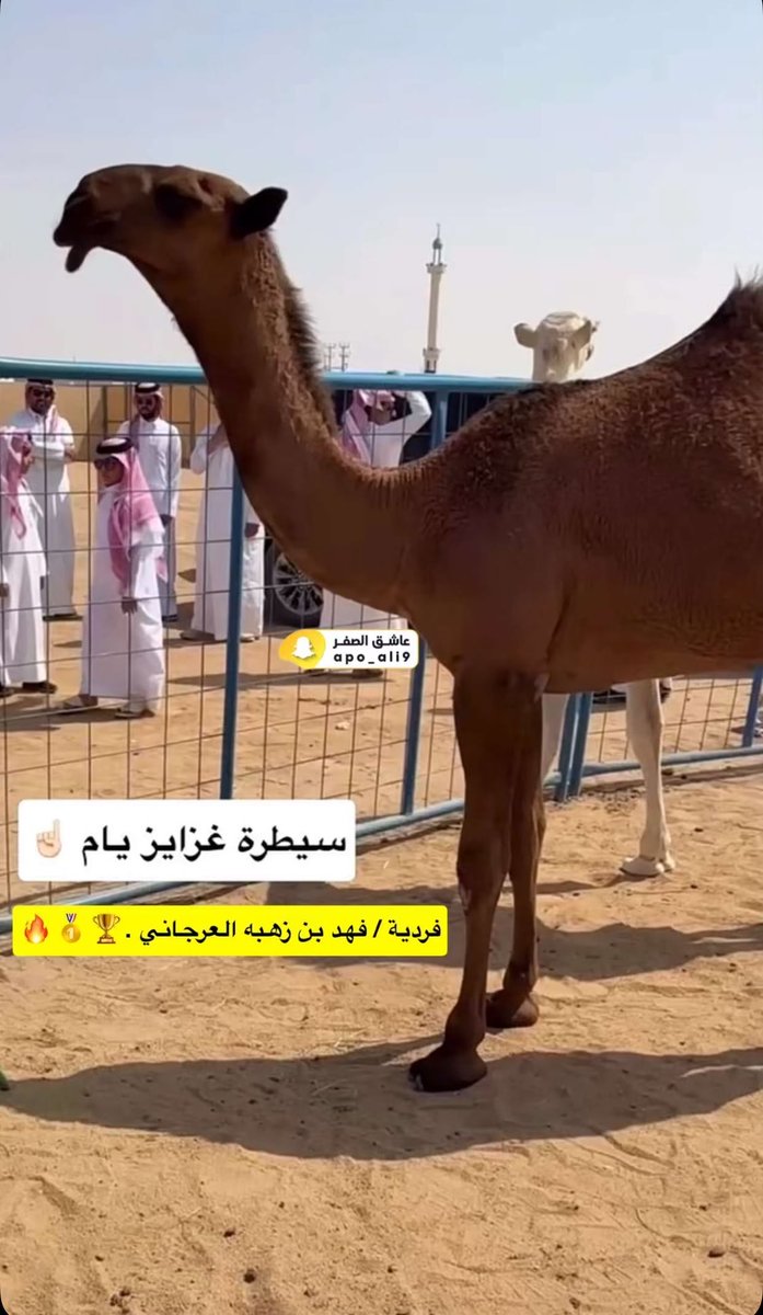ms3333od's tweet photo. .
هذا والله الفردي صحيح وصلت ٧ مليون ..💸💸

جعل عينك ماتعمى يابو حمدان ..🥇🔥
@RqP7n https://t.co/VC5PwxIYyv