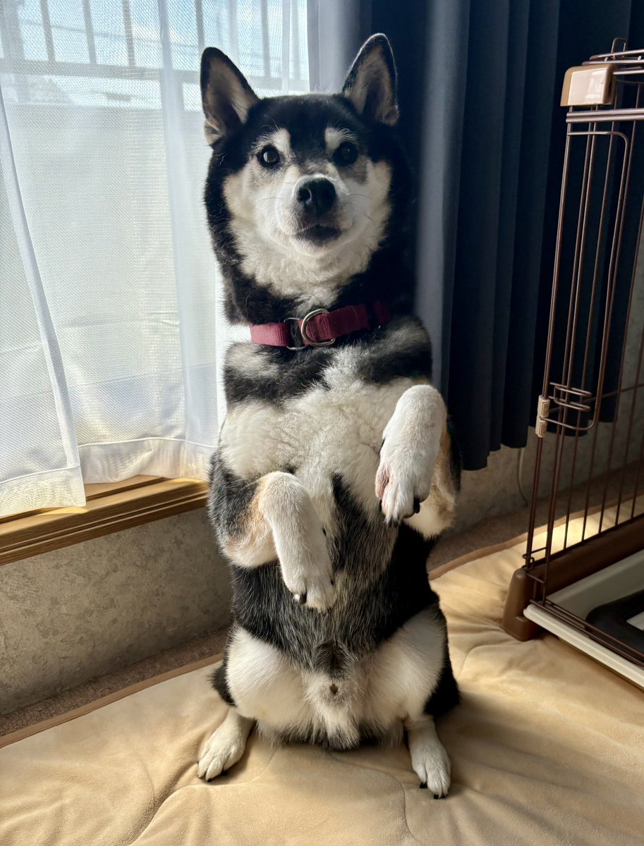 puchi_Industry's tweet photo. 昨日のㄘんㄘん
#柴犬 https://t.co/obvBs58jhO